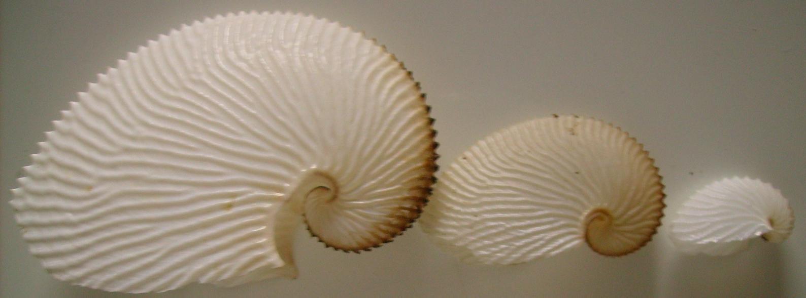 Argonauta argo